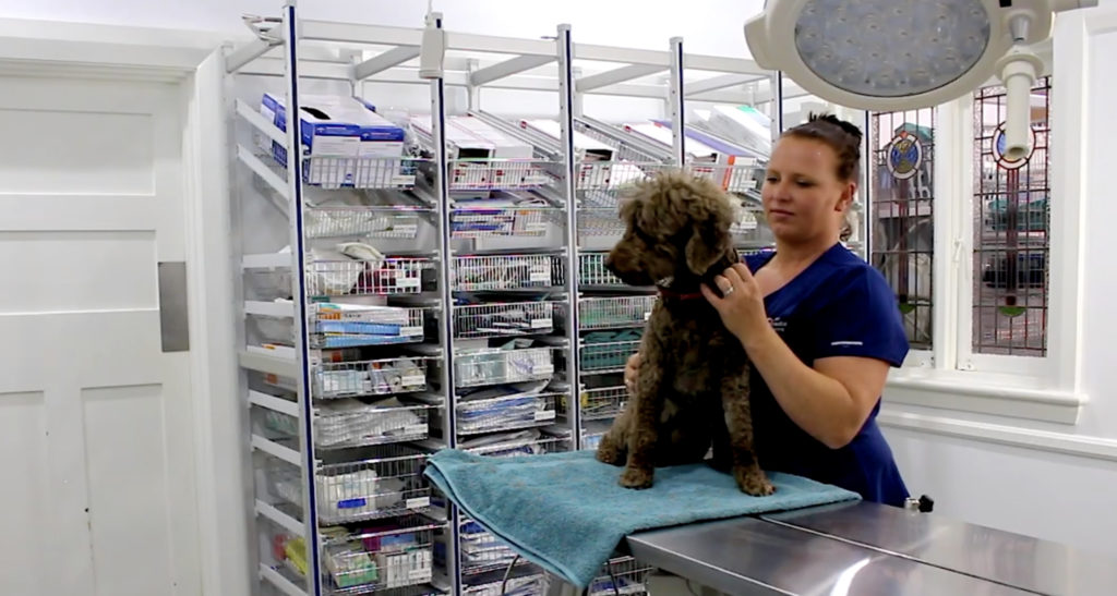 STERIRACK™ installation at Pet Medical Centre in Dubbo - tailored veterinary storage solutions